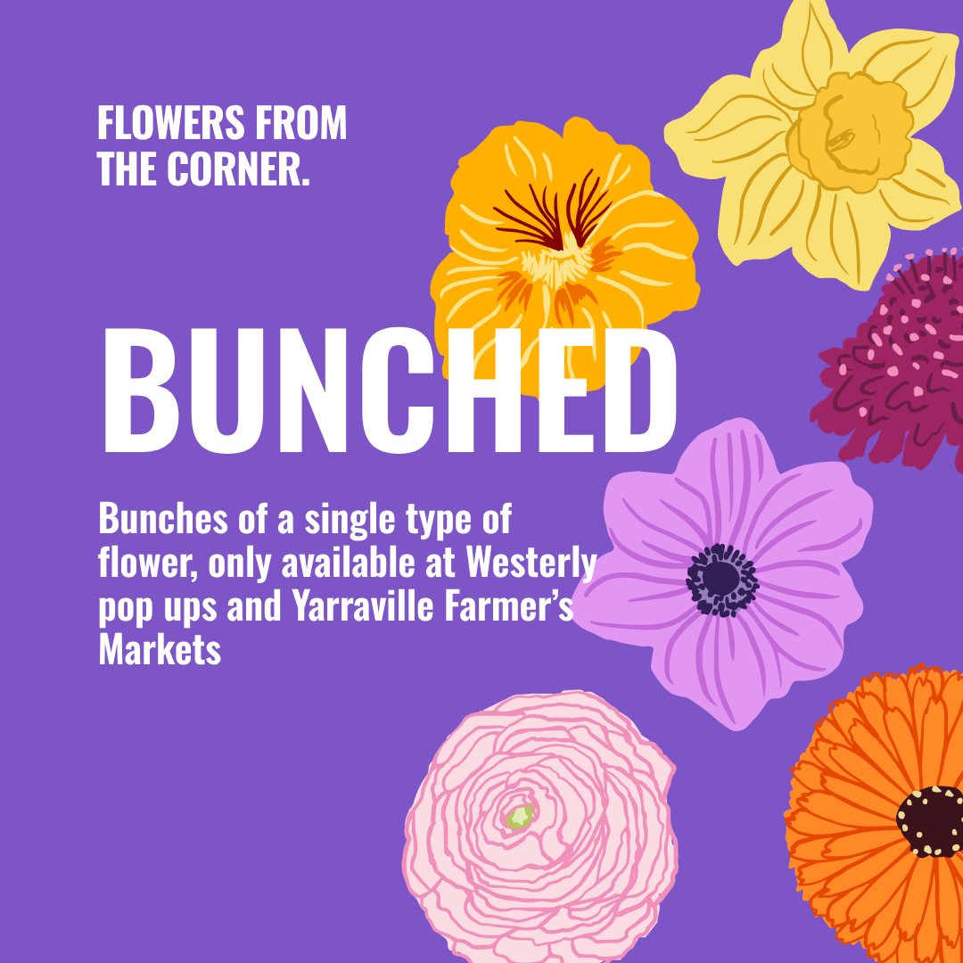 BUNCHED · Pop Up Single Bunches