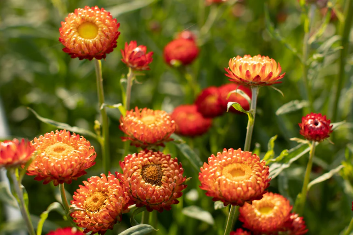 Strawflower Copper Red.png