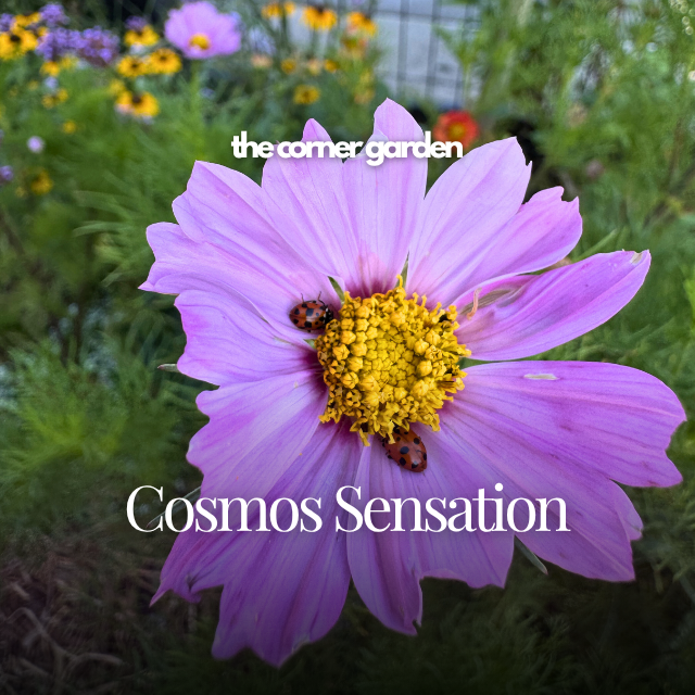 Cosmos sensation.png