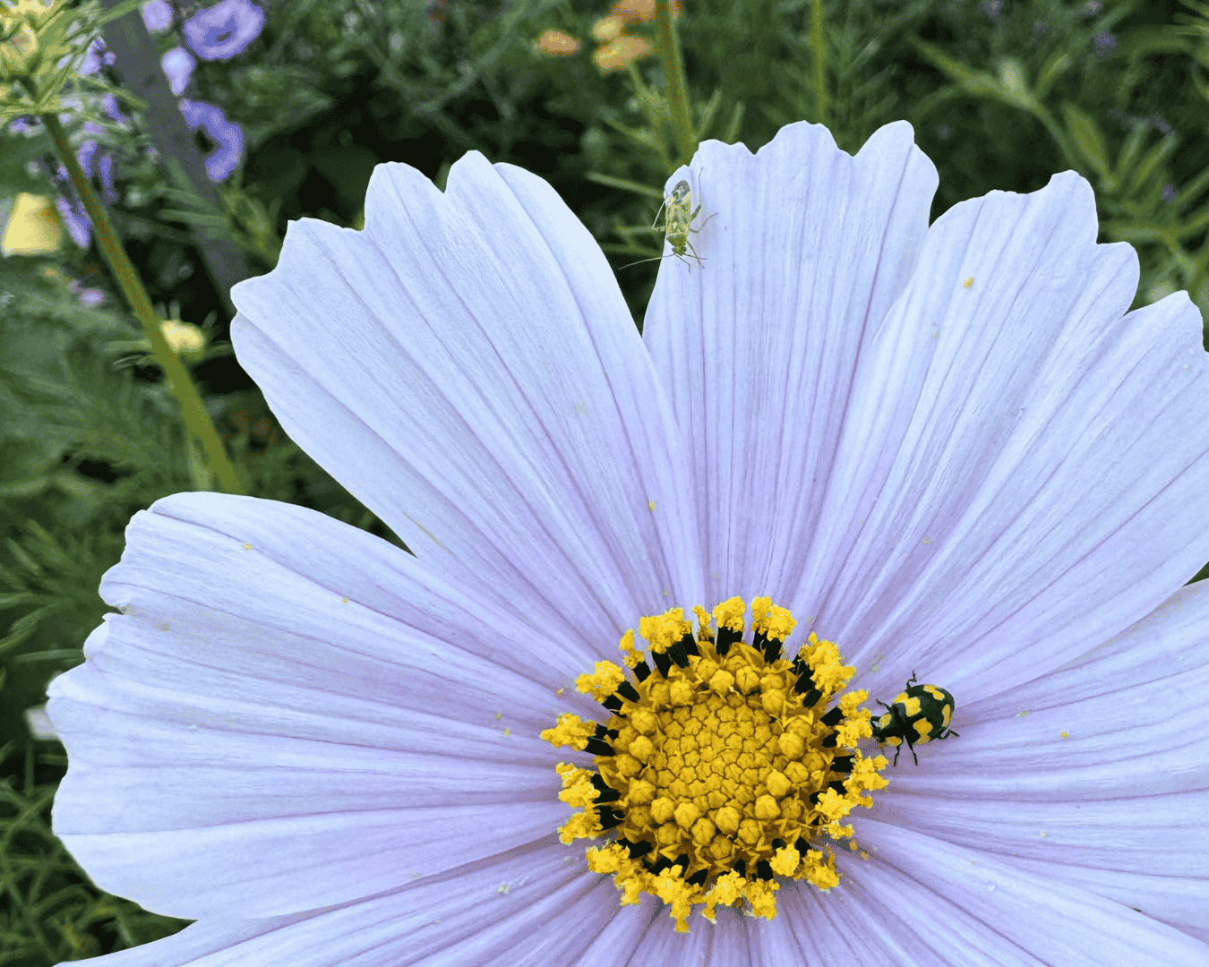 Fine Gardening Learning Session.