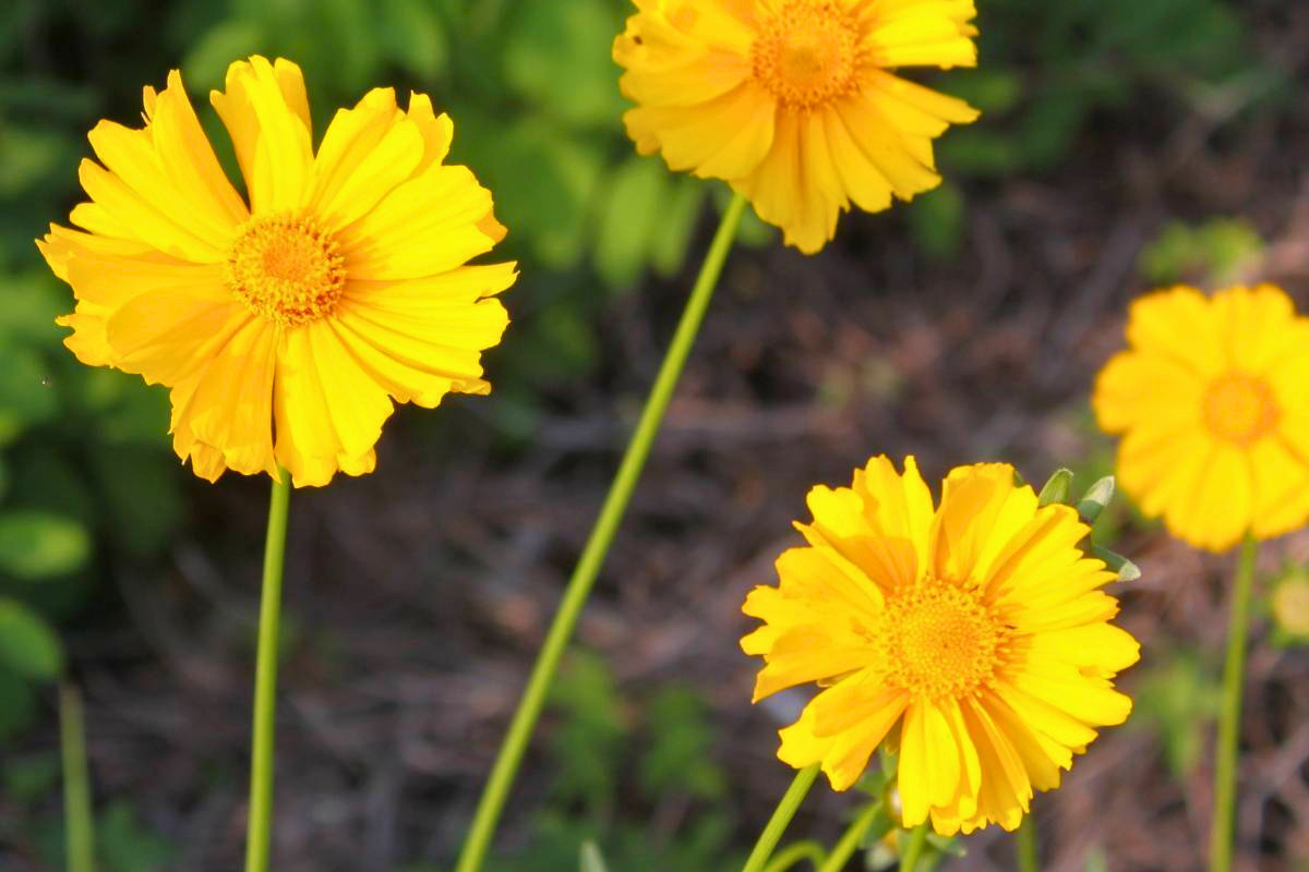 Coreopsis mayfield giants.png