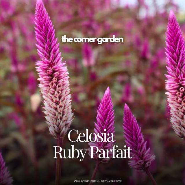 Celosia ruby parfait.png