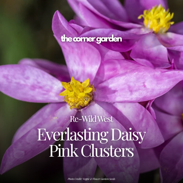 Everlasting daisy pink clusters.png