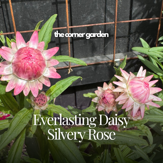 Everlasting daisy silvery rose.png