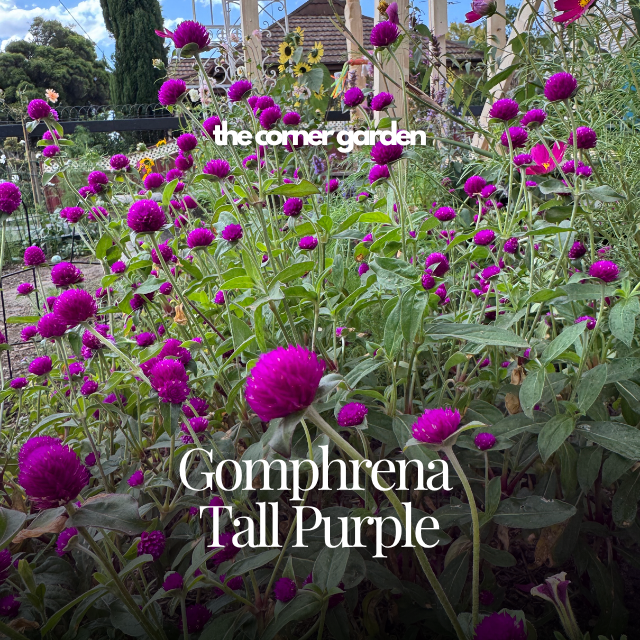 Gomphrena.png