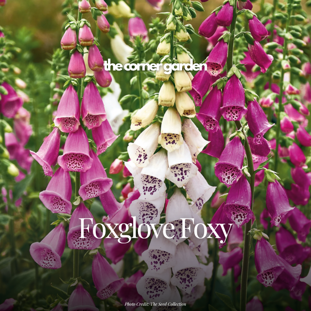 Foxglove foxy.png