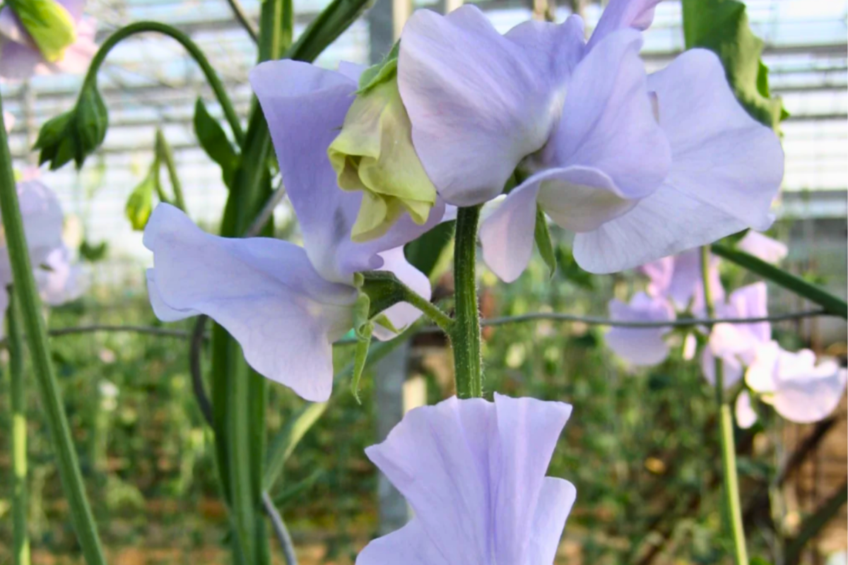 Sweet pea spring sunshine light blue.png