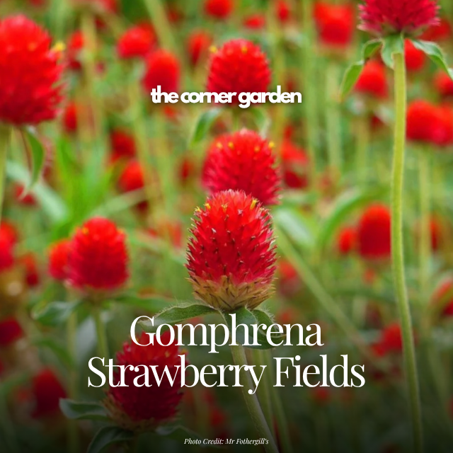 Gomphrena strawberry fields.png