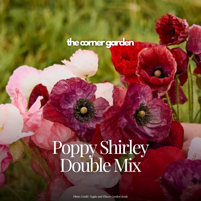 Poppy shirley double mix.png