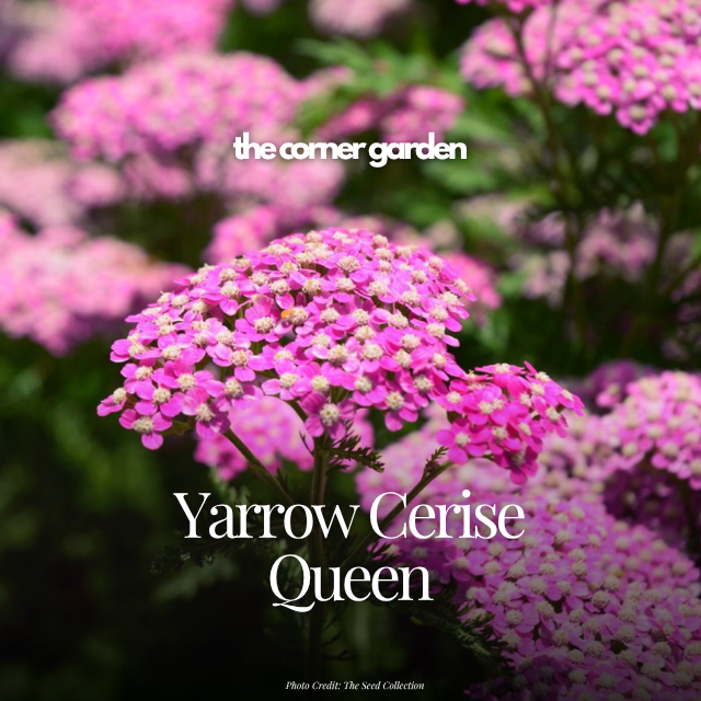 Yarrow cerise queen.png