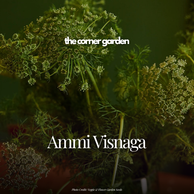 Ammi visnaga.png
