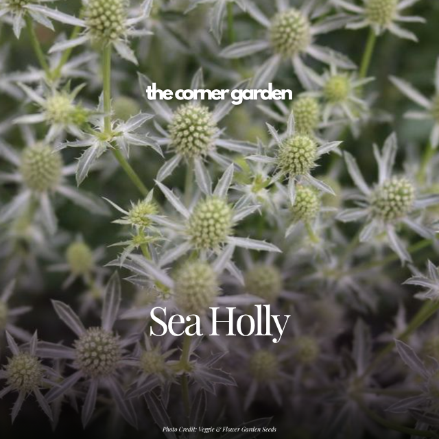Sea Holly silver.png