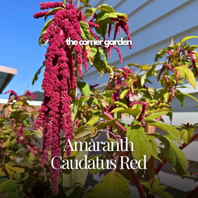 amaranth caudatus red.png
