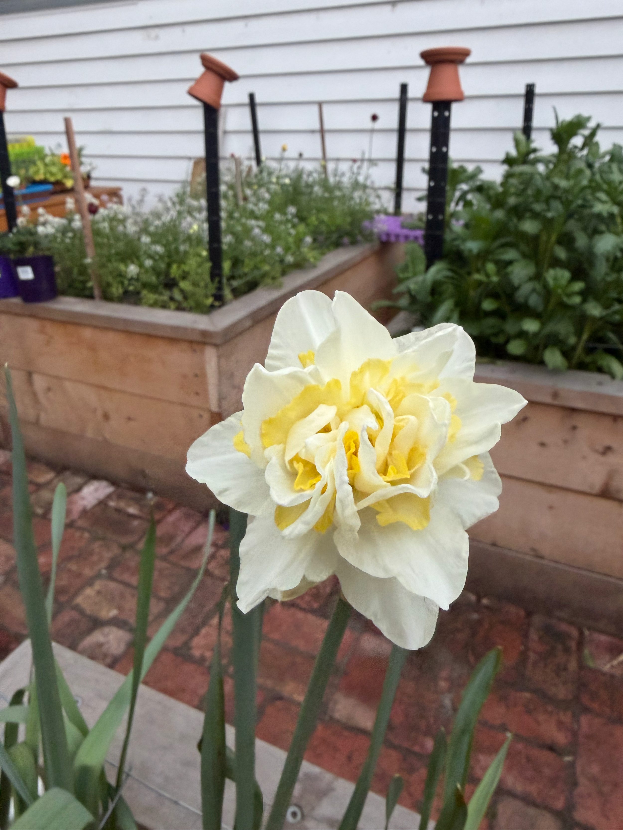 A White Lion daffodil with white and yellow outer petals and ruffled inner petals, pictured in front of two raised growing beds.