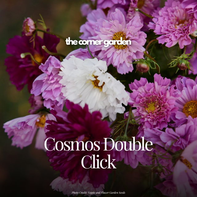 Cosmos double click.png