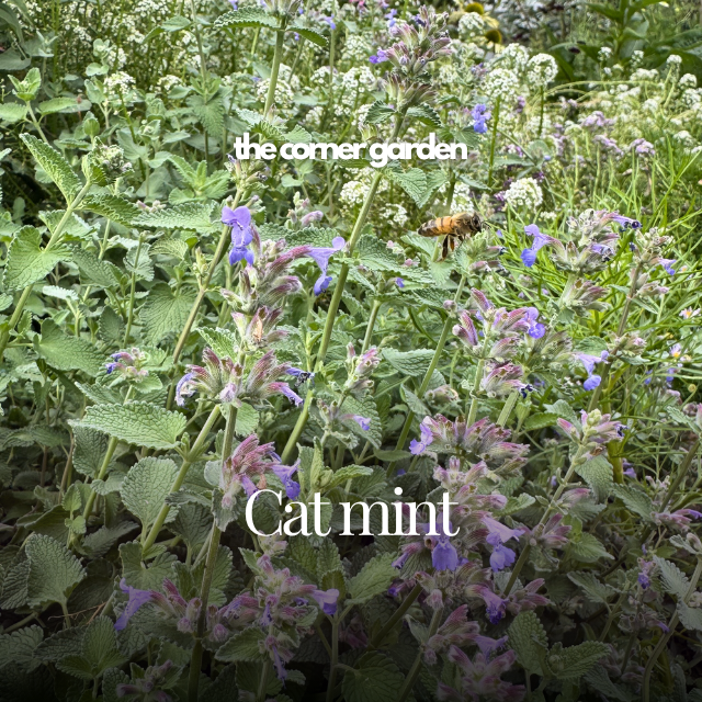 cat mint.png