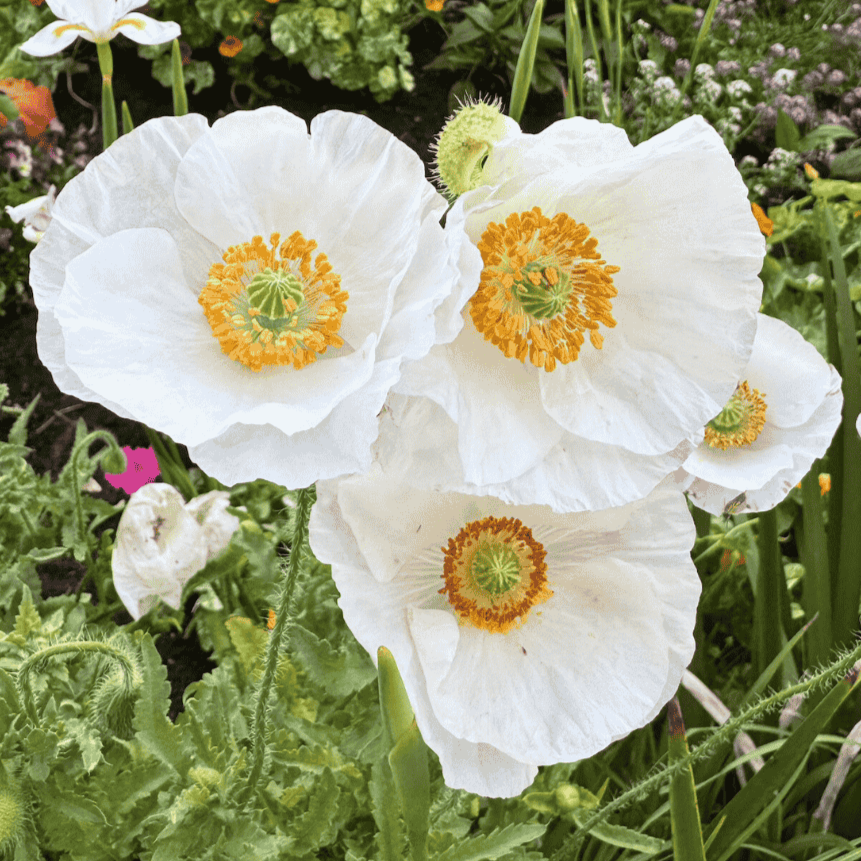 Fine gardening service