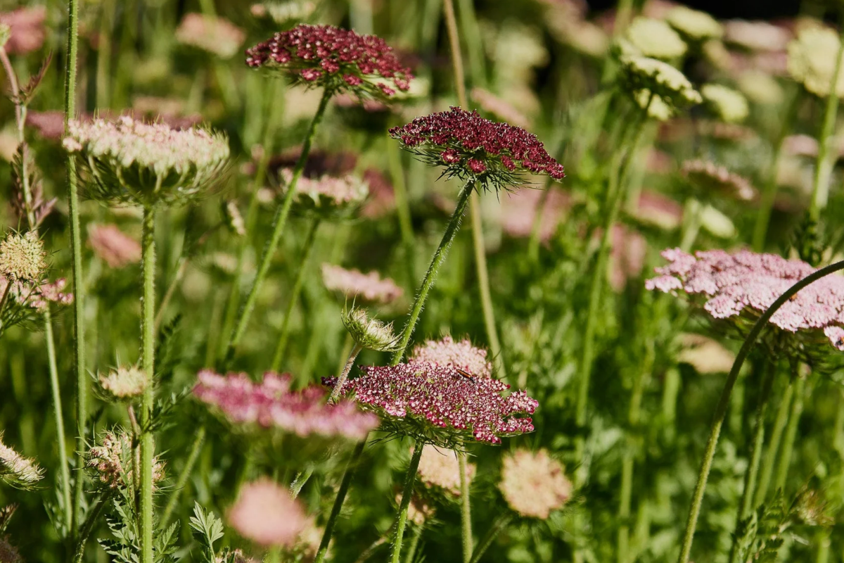 Queen Anne's Lace.png