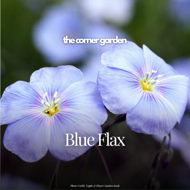 Blue flax.png