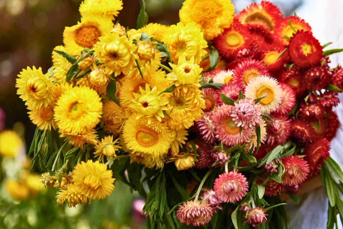 strawflower mix.png
