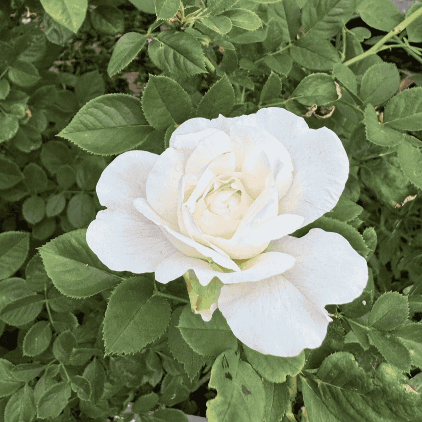 Fine gardening service - seniors and disability discount