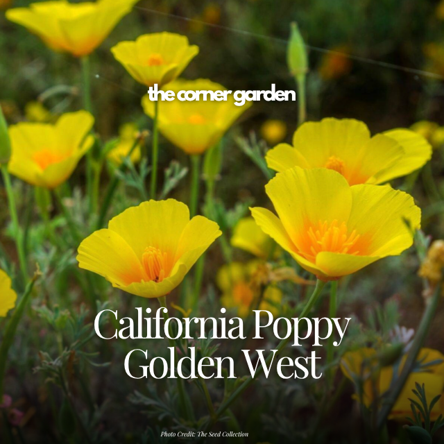 California poppy golden west.png