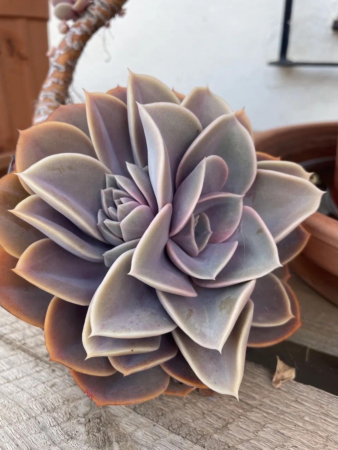 Flowers at TLR Coworking.JPG