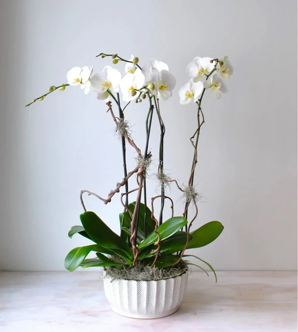 Orchid Planter Boston Delivery