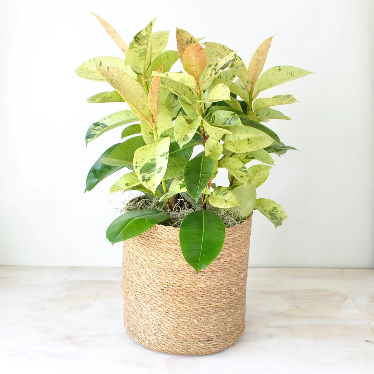 indoor houseplant plant shops with local delivery weston ma