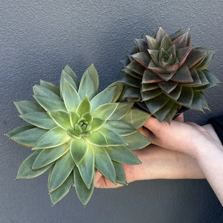 Succulents
