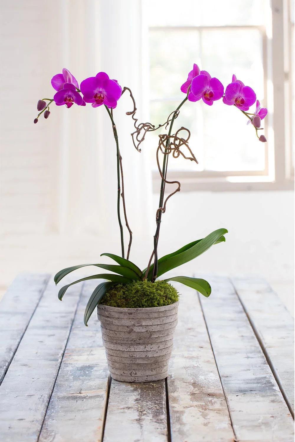Orchid Plants - Monthly, 3 months