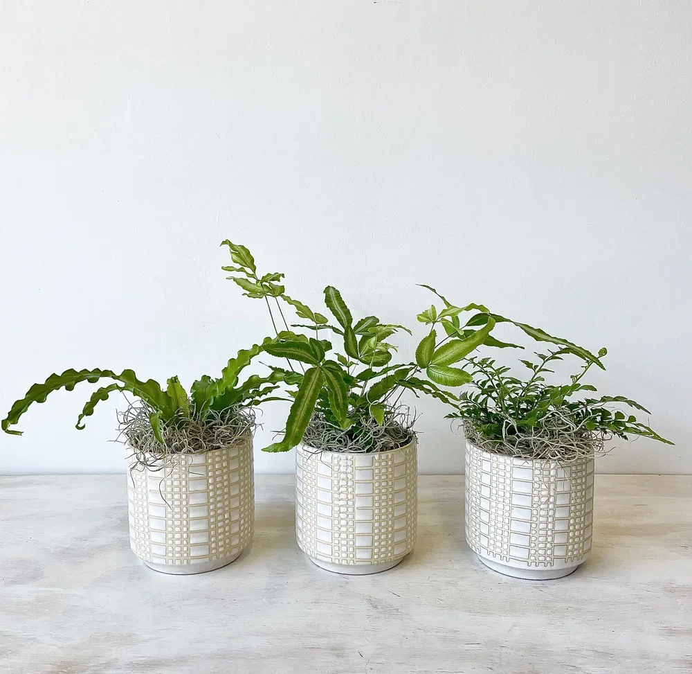 Fern Trio1