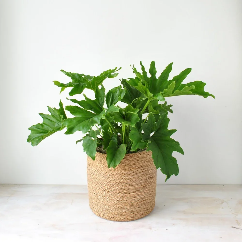 Potted plants in Boston