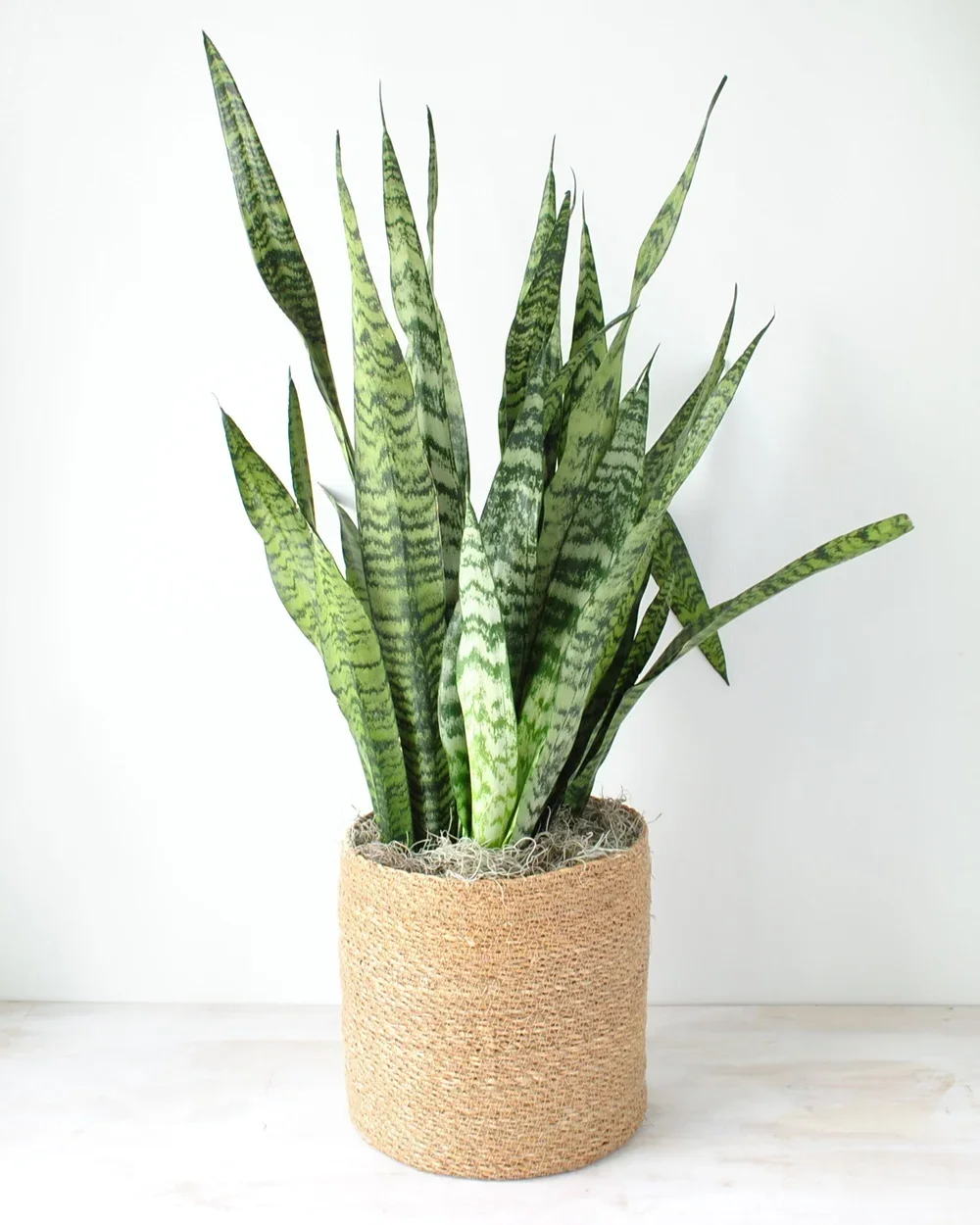 House Plants in Beacon Hill