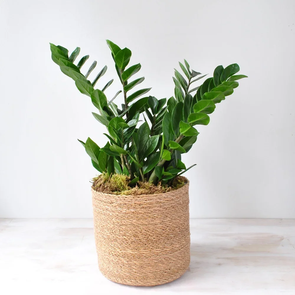 ZZ plants for Boston delivery  Rouvalis Flowers & Gardens | Boston &  Winchester Flower Delivery & Boutique