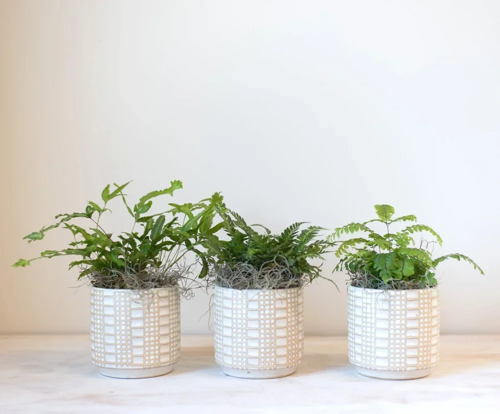Fern Trio
