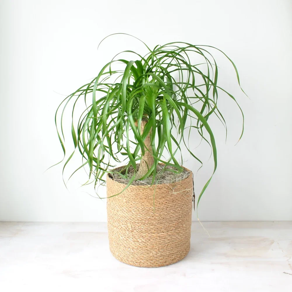 House Plants in Boston