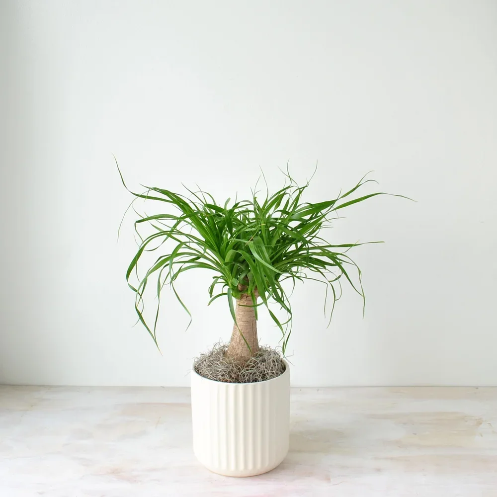 Houseplant in Pots Boston