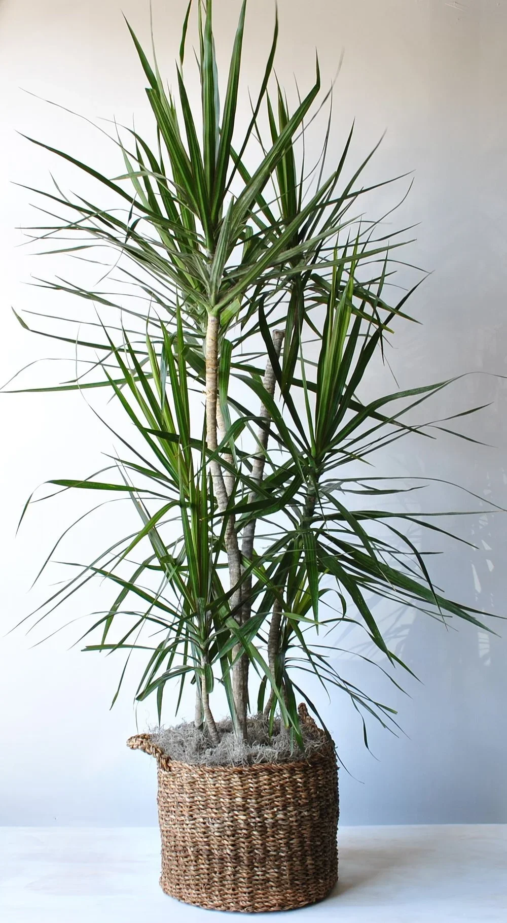 Dracaena Marginata - Boston