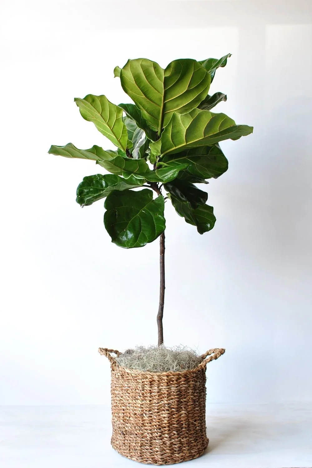 Fiddle Leaf Fig Topiary
