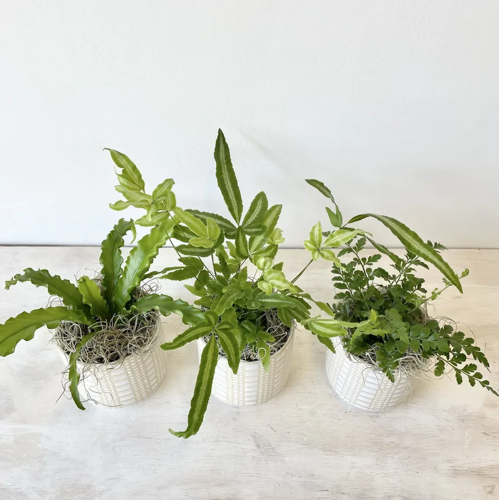 Fern Trio2