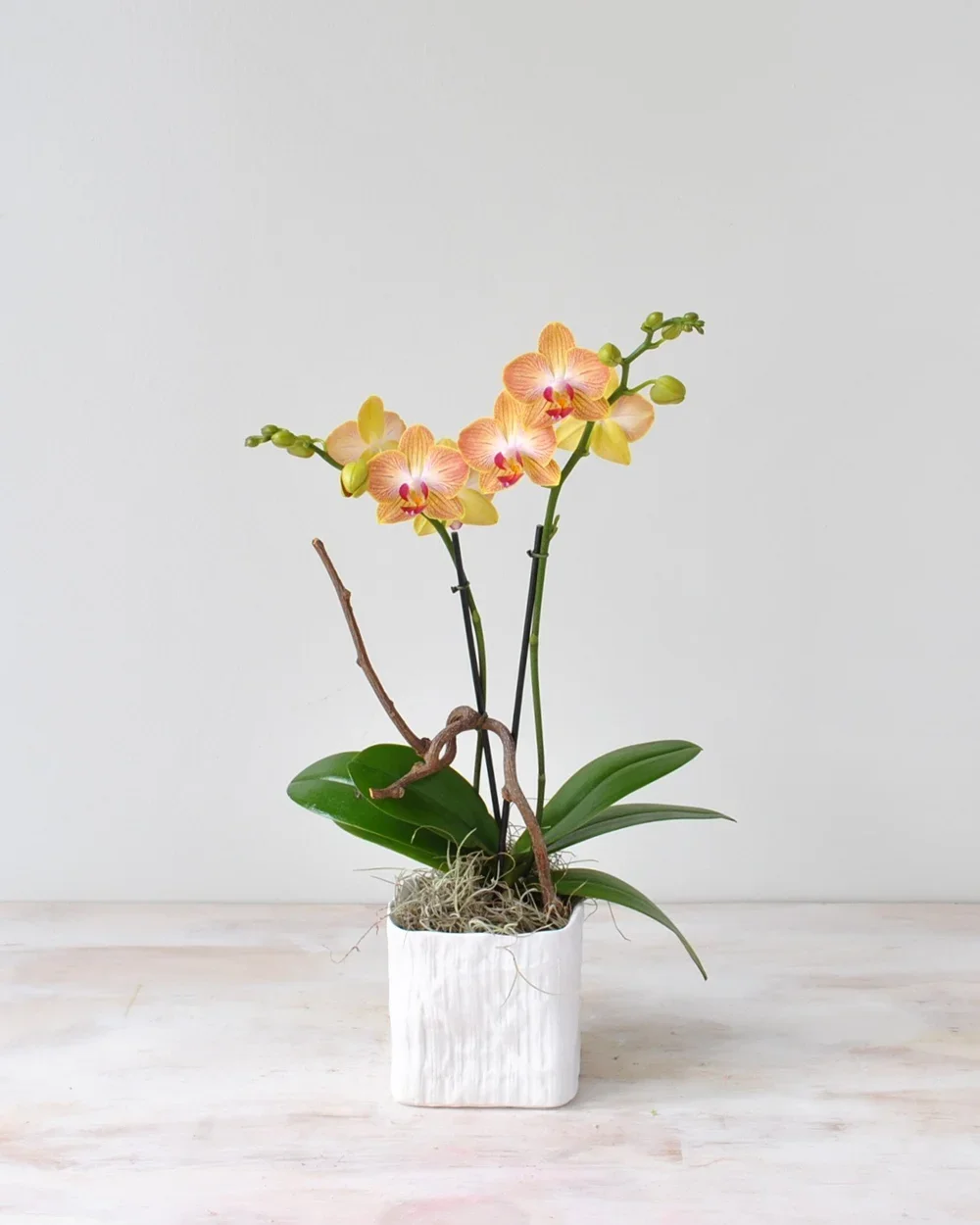 Brookline Plant Delivery