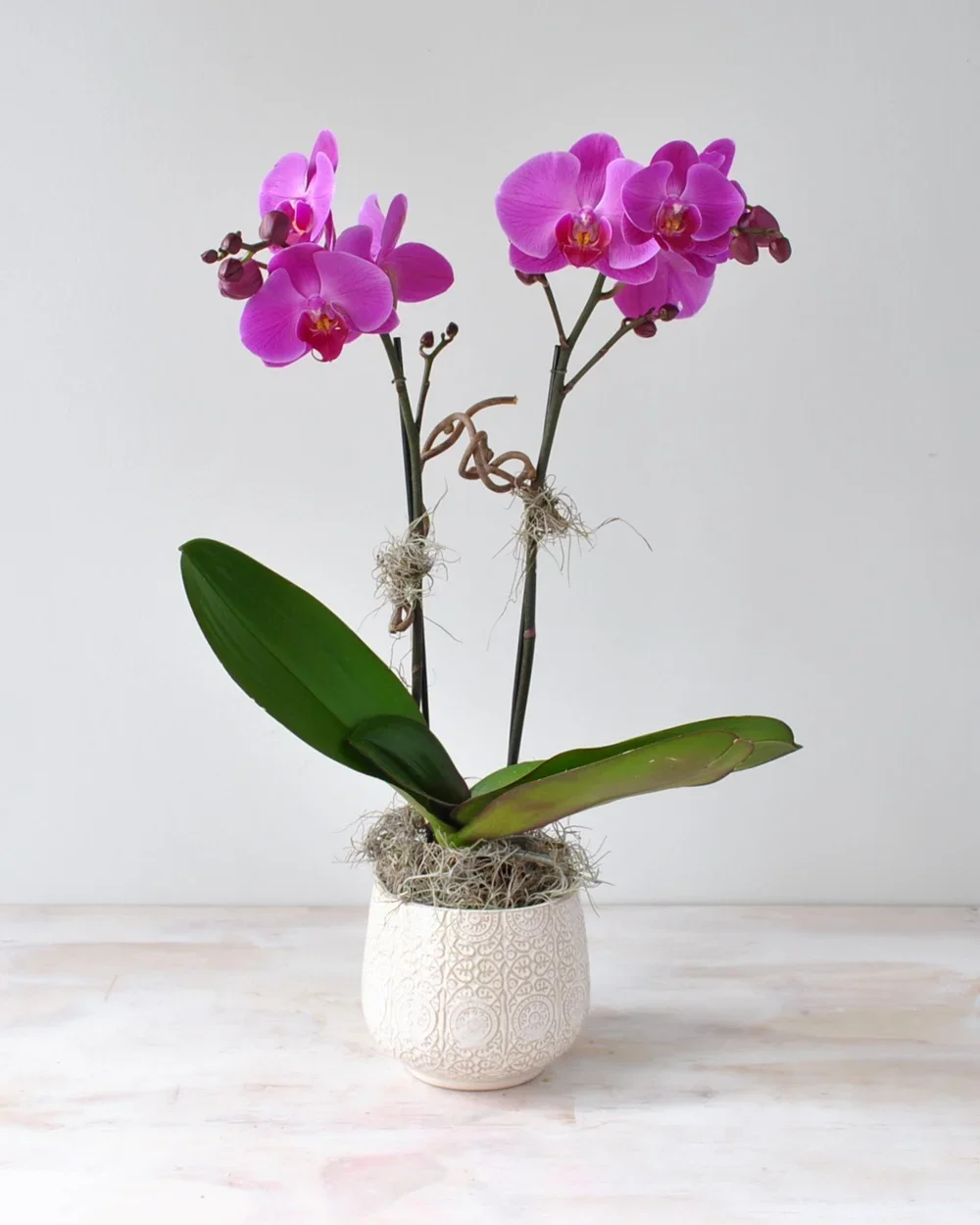 Orchid Flower Delivery in Back Bay