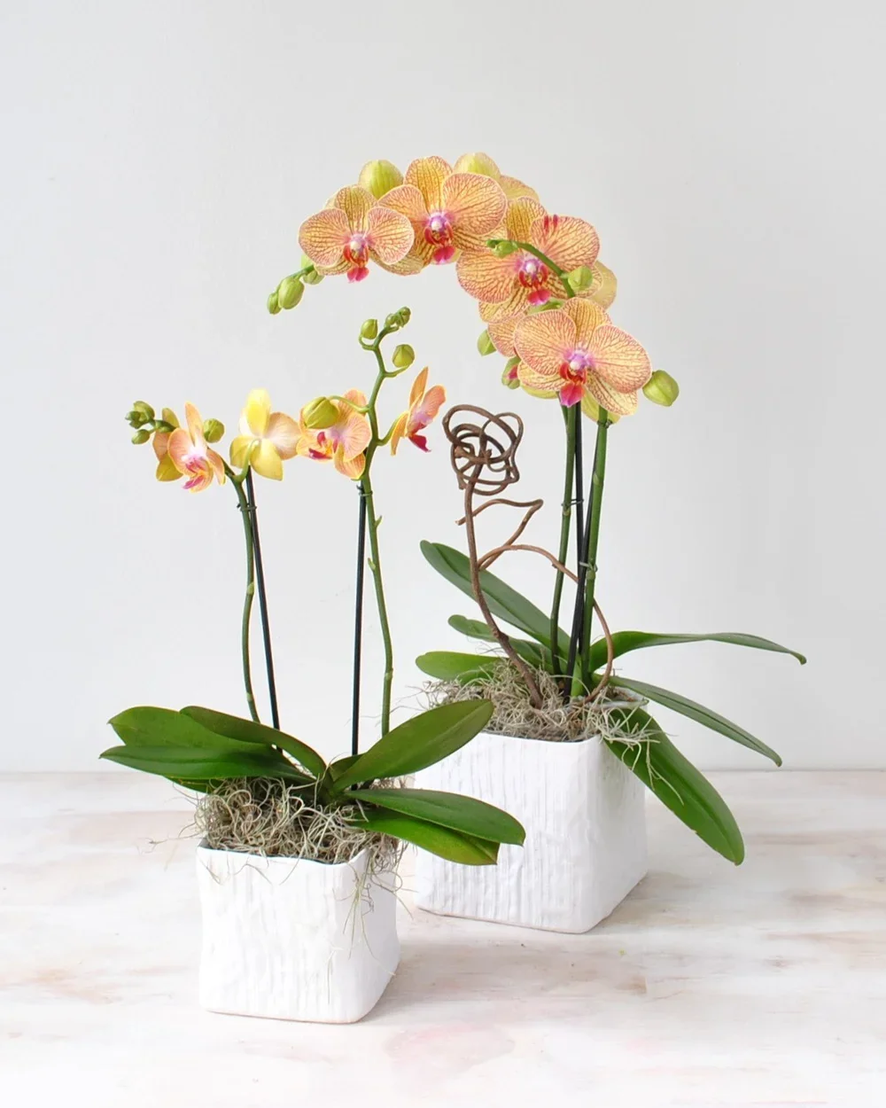 Orchid Flower Delivery In Boston