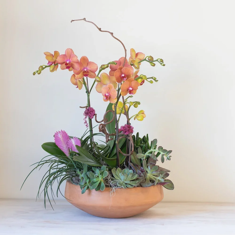 Orchid Planter Same Day Delivery