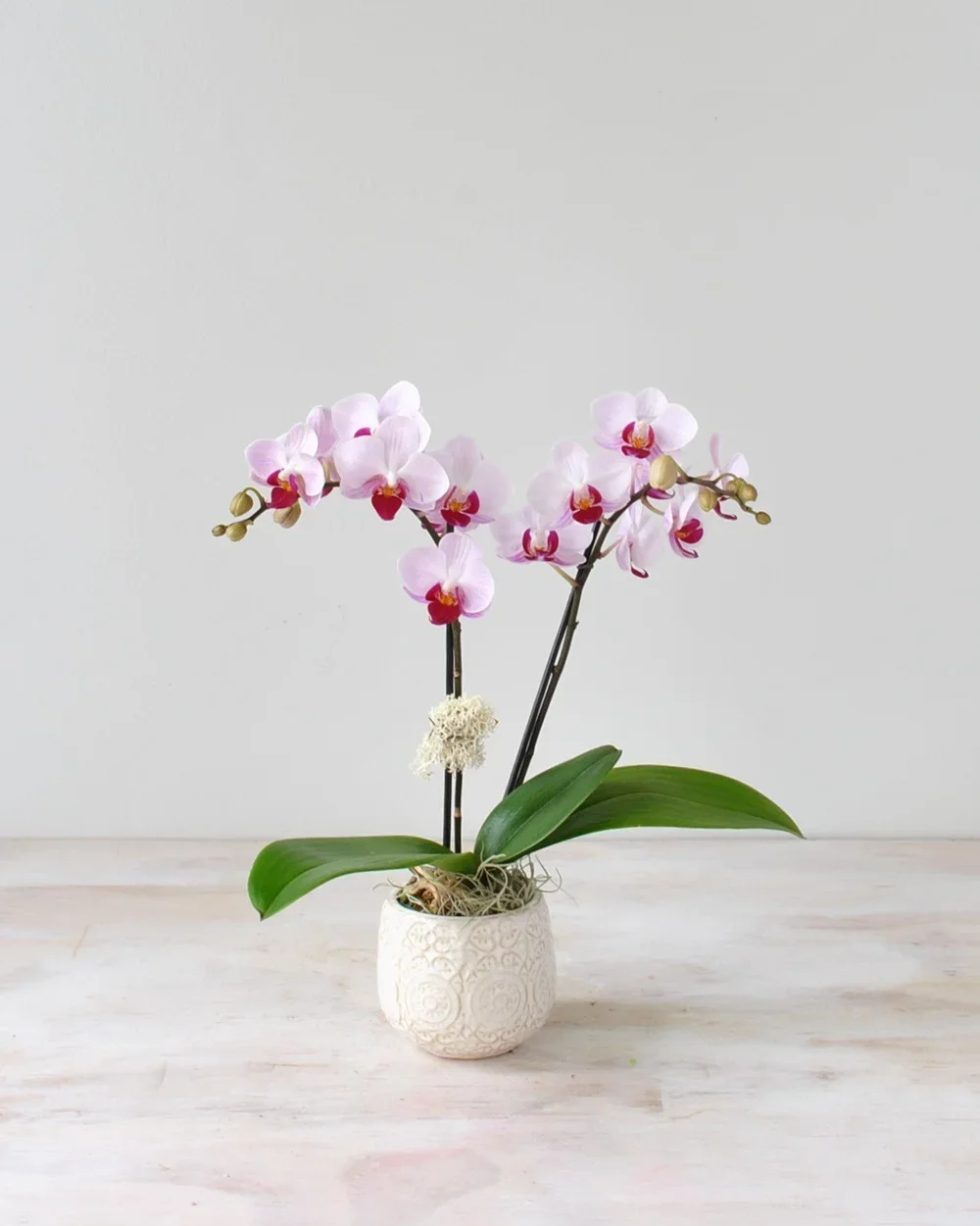 Orchid Plant in Boston for Delivery