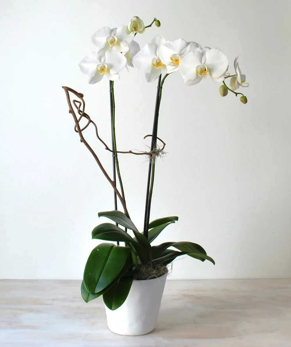 Orchid Plant Gift South End Boston