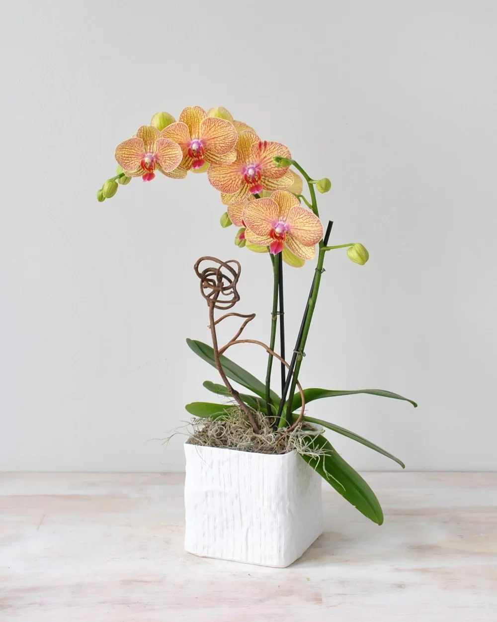 Beacon Hill Orchid Plant Boutique