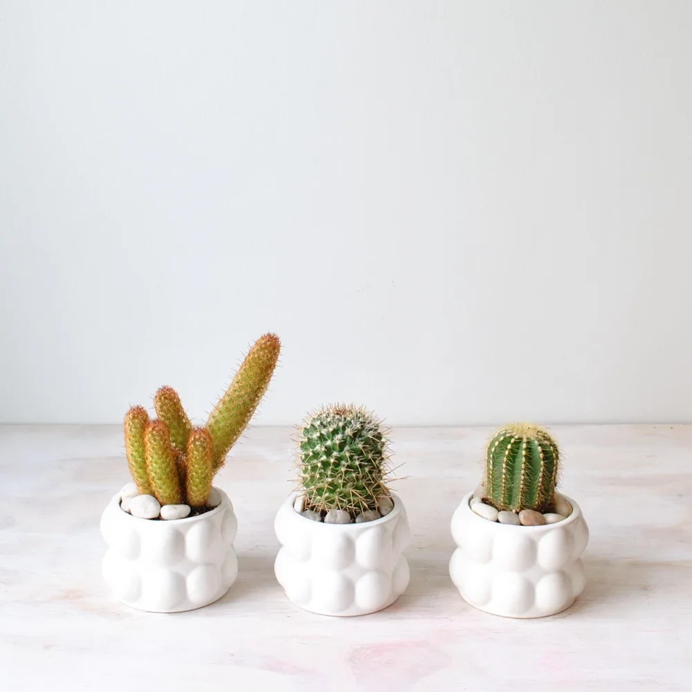 Cacti Trio Delivery