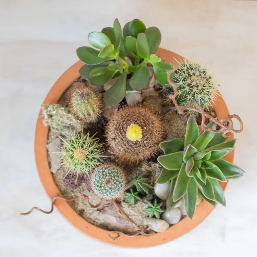 Arizona Desert Cacti Planter